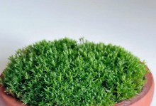 以盆景中养苔藓，营造自然之美（掌握养苔藓的关键，打造独特的盆景景观）