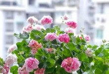 三角梅移植后花枯萎了怎么办？（教你有效拯救移植后枯萎的三角梅）