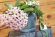 球兰叶子上的粘液之谜（探索球兰叶子上的奇特现象）