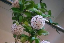 夏季如何科学施肥，让你的以球兰茁壮成长（以球兰夏季施肥须知及方法分享）