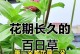 冬天如何种植百日草？（探索百日草在寒冷季节的种植技巧）