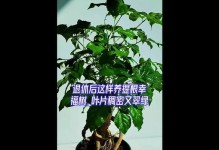 培育小幸福树，享受微小的幸福（以小的幸福树怎么养？）