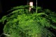 怎样救活全黄的文竹？（文竹全黄了，别着急，还有救！）