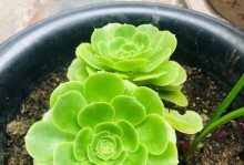 盆景的栽培与养护（从挑选植物到艺术塑造，打造精美盆景）