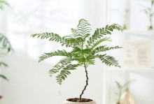 蓝花楹植株之美（用细腻笔触描绘蓝花楹植株，赏析大自然的生命之美）