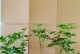 鹅掌财，科学浇水的艺术（提升投资回报，关键在于正确的浇水方法）