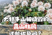 杜鹃可以淋雨吗？——探讨杜鹃的雨水适应能力