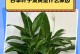 白掌树叶耷拉了怎么办？（教你救活患病白掌树的方法）