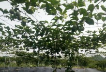 室外百香果苗保温措施研究（保温对百香果苗生长的影响及关键因素分析）