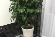 玉兰树掉叶子的补救方法（解决玉兰树掉叶子的有效措施）