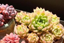 如何成功养活桃蛋