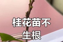揭秘桂花的生长周期（了解桂花的生长特点，培养桂花爱好者）