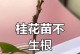 揭秘桂花的生长周期（了解桂花的生长特点，培养桂花爱好者）
