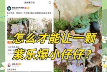 多肉植物透明掉叶子的原因及处理方法（揭秘多肉植物透明掉叶子的神秘面纱，助你解决困惑）