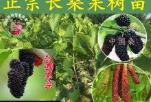 掌握正确的桑树芽接技术，提高桑树成活率（最佳接芽时间及技术方法详解，让你的桑树长得更好）