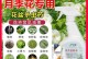 如何应对月季花长白色虫的问题（从源头预防，有效应对，让月季花远离白色虫）