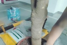 幸福树的烂根问题及解决之道（如何修复幸福树的烂根，实现真正的幸福）