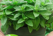 冬季薄荷花的科学浇水方法（保证冬季薄荷花生长的关键）