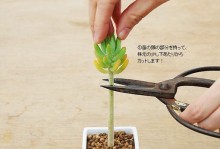 八千代的繁殖方式及关键因素解析（揭秘八千代繁殖的奥秘，帮助您成功繁育八千代）
