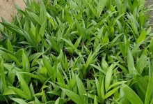 海南药材种植品种及适宜种植条件（探索海南药材产业发展新路）