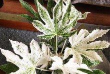 八角金盘花的妙不可言之美（探寻八角金盘花的独特魅力与文化意义）