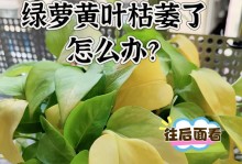 绿萝施肥的正确方法（打造健康绿萝的关键技巧）