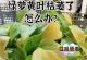 绿萝施肥的正确方法（打造健康绿萝的关键技巧）