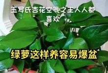 绿萝养护指南（打造健康绿萝的六大关键要素）