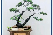 黄杨什么时候换盆最好？（黄杨树的盆栽养护技巧）