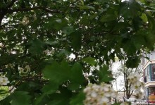 山楂树的花开几次？（探究山楂树的生长规律与繁殖方式）