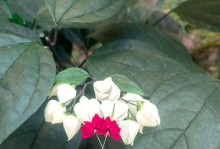 龙吐珠冬天也开花？（探秘寒冬之花的神秘面纱、）