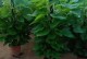 盆栽绿箩的移植指南（掌握移植技巧，打造健康绿箩）