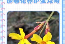 迎春花叶子长锈斑的处理方法（如何有效预防和治理迎春花叶子长锈斑）