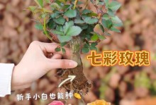 如何正确养护玫瑰花盆栽（夏季玫瑰花盆栽的关键养护要点）