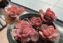 夏天多肉秀研的养护技巧（享受夏日养育多肉秀研的乐趣）