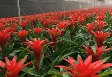 凤梨花（发挥吸甲醛作用，提升室内空气质量）