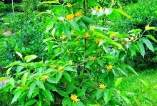 黄桷兰花的养护方法（花谢后怎么处理，让黄桷兰持久鲜艳）