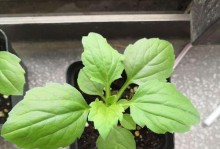 翠菊叶子发软怎么办？（有效护理方法让翠菊恢复生机）