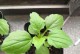 翠菊叶子发软怎么办？（有效护理方法让翠菊恢复生机）