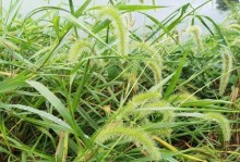 狗尾草（狗尾草的特点与分布）