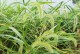狗尾草（狗尾草的特点与分布）