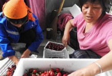 车厘子成熟的时间及注意事项（掌握车厘子成熟时间，享受美味果实的细节）