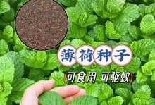薄荷种子怎么种植？（详细步骤与注意事项！）