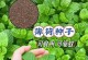 薄荷种子怎么种植？（详细步骤与注意事项！）