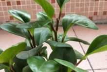 豆瓣绿的浇水需求（春夏秋冬，每个季节的不同要求）