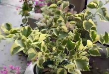 红蜘蛛叶子的养护与繁殖（打造富有生机的家居植物-红蜘蛛叶子）
