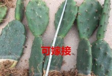 黄掌的养殖技巧——打造绿色家园（——黄掌养殖）