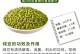 绿豆成熟期：探究绿豆成熟的时间和条件