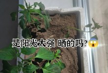 草莓苗的生长需要充足阳光（草莓苗对阳光的需求量与生长有关，了解这些你也能种出漂亮的草莓）