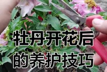 牡丹树养殖方法与注意事项（打造美丽花园的秘诀，牡丹树怎样培育）